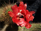 Rote Kaktusblte