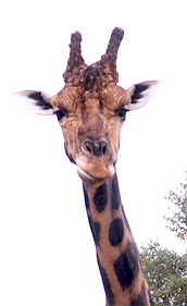 Safari-Zoo Giraffe