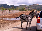 Safari-Zoo Zebra