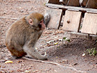 Makake auf dem Affenberg