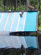 Makaken auf der Wasserrutsche