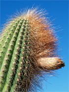 Kaktus-Nase im Jardin de Cactus