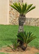 Botanicactus Palmfarn