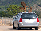 Safari-Zoo Affen-Spaß