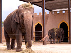 Safari-Zoo Elefanten
